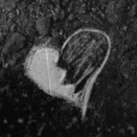 TikTok Account - https://p16-pu-no.tiktokcdn-eu.com/tos-no1a-avt-0068c001-no/00d784059324c223d1131591eb84f9b1~tplv-tiktokx-cropcenter:200:200.jpeg