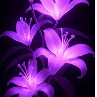 donnasofia57mayile