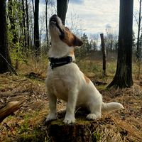 jack.russell.diego
