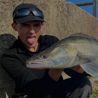 thib_river_trout