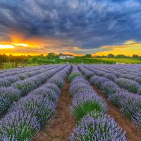 livada.cu.lavanda