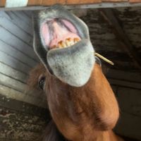 lea_equitation91