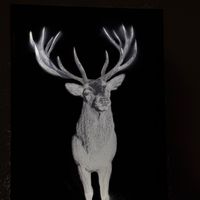 rudithedeer
