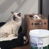 thepurringdivas