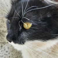 io_e_i_gatti