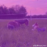 hana_marc