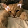 x..kitties..x