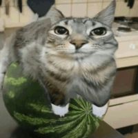roblox_petcsur