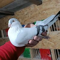 porumbeigalatenidomnesti