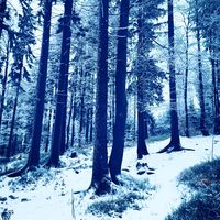 wiinterwiings