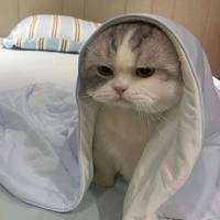 TikTok Account Photo