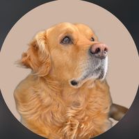 sugudog