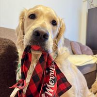 titithegoldenretriever
