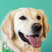 itssummerthegolden
