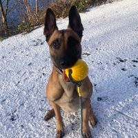 zekemalinois