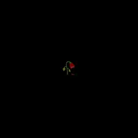 TikTok Account - balkanmuz1ka