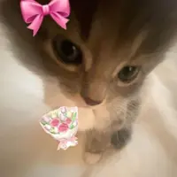 han_miomarito