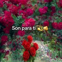 lavida.581