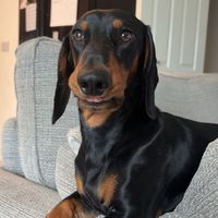 link.the.sausage3