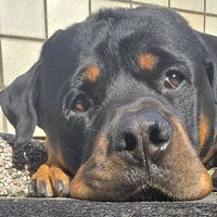 bryan.rottweiler.simo