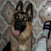 zakzoukrocky
