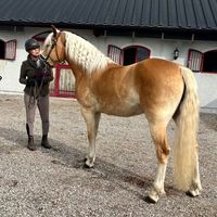 hilmas_stable_friends