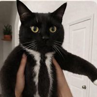 monchatonblackcat