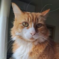 thetawny_cat