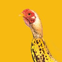 TikTok Account - https://p16-pu-no.tiktokcdn-eu.com/tos-no1a-avt-0068c001-no/3dc095f41750b5f38ba76a651c13b97c~tplv-tiktokx-cropcenter:200:200.jpeg