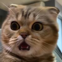 TikTok Account Photo
