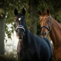 soulhorse.silberfee