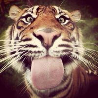 TikTok Account Photo