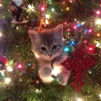 original sound - christmas6184