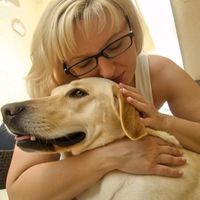 labrador.hachiruloo