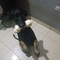 apo_patitas