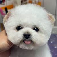 TikTok Account Photo