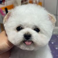TikTok Account Photo