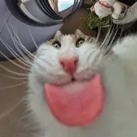 vxyqiz