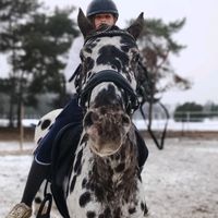 n.m_showjumper14