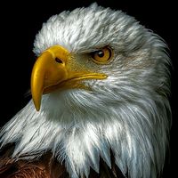 iloveeagle