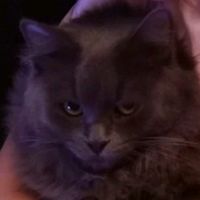 zyniiik