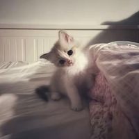 funnymomentsvivilinasca0