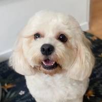 TikTok Account Photo