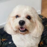 TikTok Account Photo