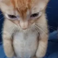 mae.jf