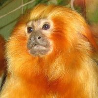 lion_monkey_247