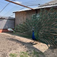 pasari.si.animale_vaslui