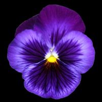 persichettiviola