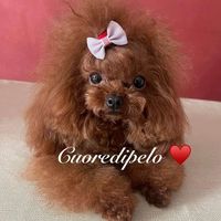 cuoredipelo