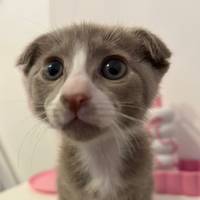 TikTok Account - https://p16-pu-no.tiktokcdn-eu.com/tos-no1a-avt-0068c001-no/64795168ea5ed6ede0f448efd9966e20~tplv-tiktokx-cropcenter-q:200:200:q70.jpg